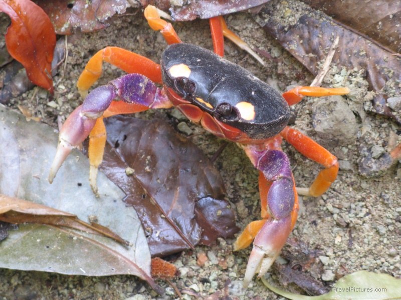 sendero mirador crab colored